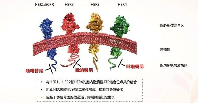 药物百科吡咯替尼抗her家族的小分子明星药物